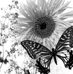 Butterfly garden