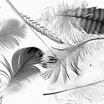 Feathers brushes