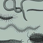 Slugs and worms brushes